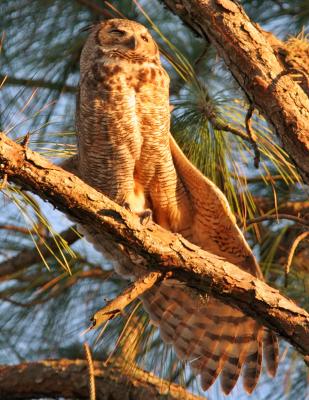 Mama Horned Owl stretching wing.jpg