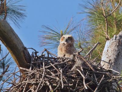 Baby Horned Owl On Nest.jpg