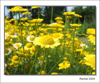 Montreal botanical garden-1