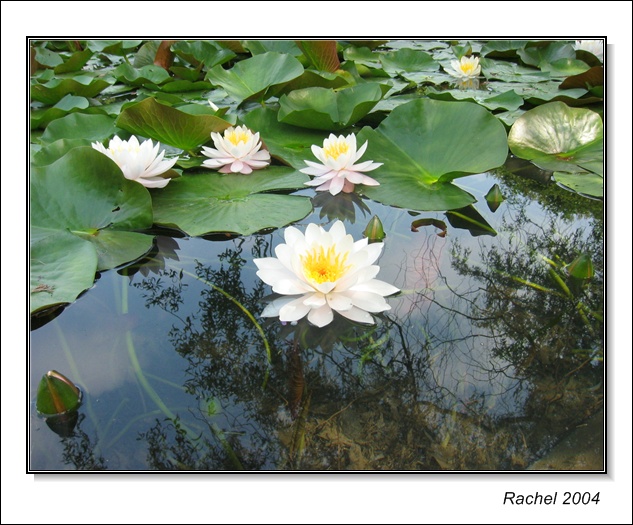 Montreal botanical garden