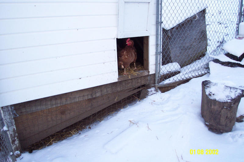 Chickens afraid of snow