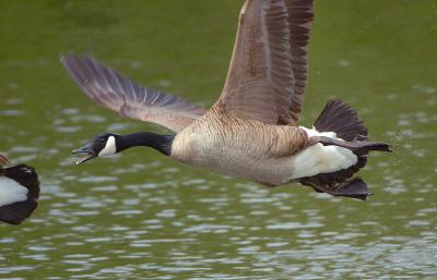 u5/rbfresno/medium/41019090.D2H_0265GooseBite.jpg