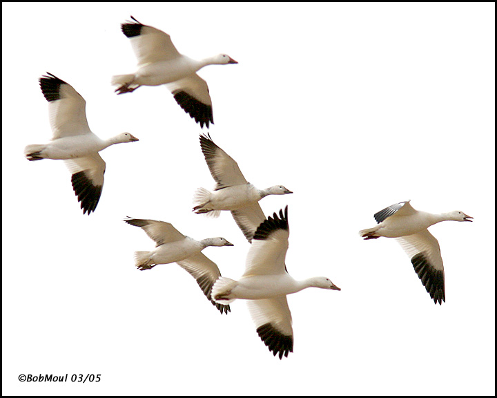 Snow Geese