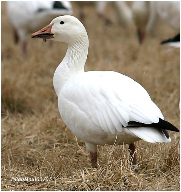 Snow Goose-Adult