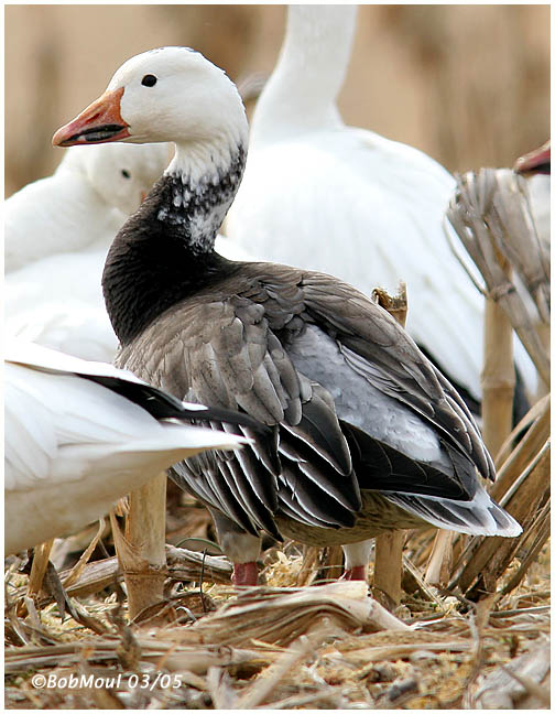 Snow Goose-Adult Dark Phase