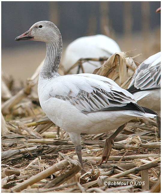 Snow Goose-Juvenile