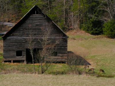 JPG CS Barn Deer P3138496.jpg