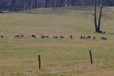 JPG CS Herd P3031966.jpg