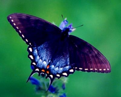 Eastern Black Swallowtail Butterfly on Blue Wd tb0703.jpg