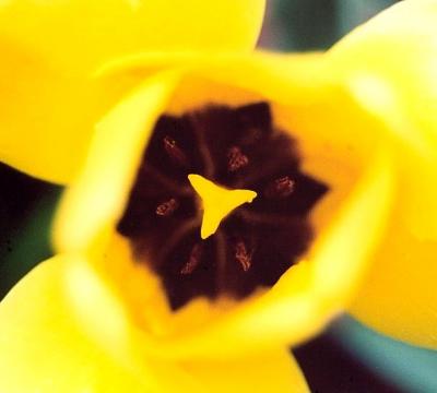 Flow-Yellow Tulip Center CR-EN.jpg