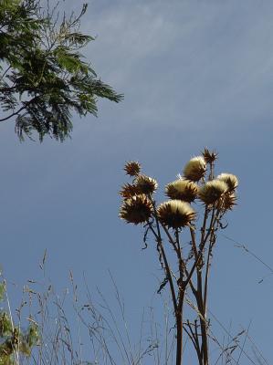 Thistle probably seem ridiculous