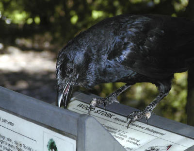 American Crow