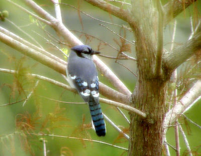 BlueJay