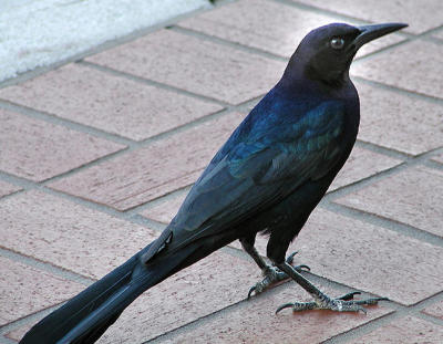 Grackle