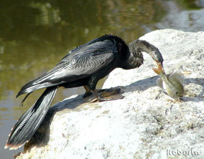 Releasing the Fish