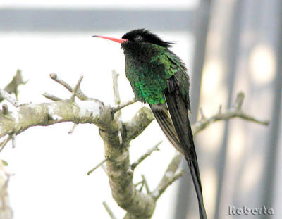 Hummingbirds, Finches, et al