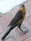 At MacDonalds, I tossed a french fried potato to a Grackle