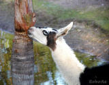 Another variety of Llama