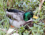 Ducks