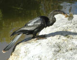 Anhinga with its catch