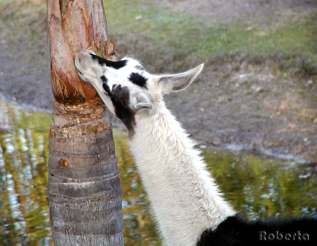 Delicious bark?