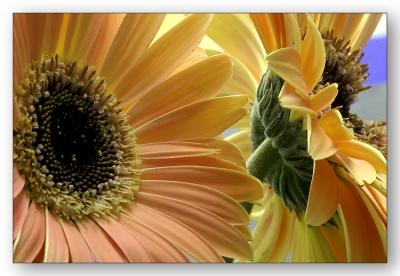 Gerbera Pair