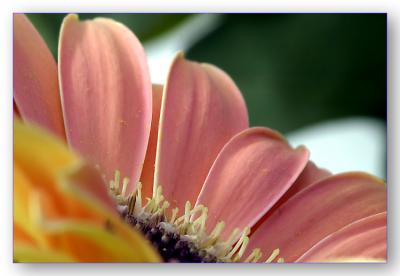 Peach Gerbera