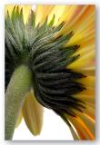 Gerbera Back