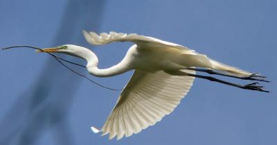 Nesting egret