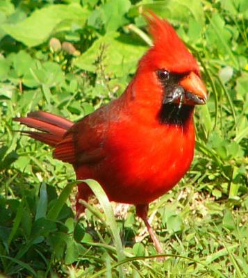 bigred