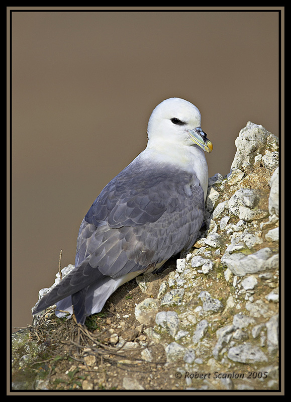 Fulmar 2