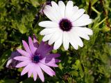 March 20:  Spring has sprung
