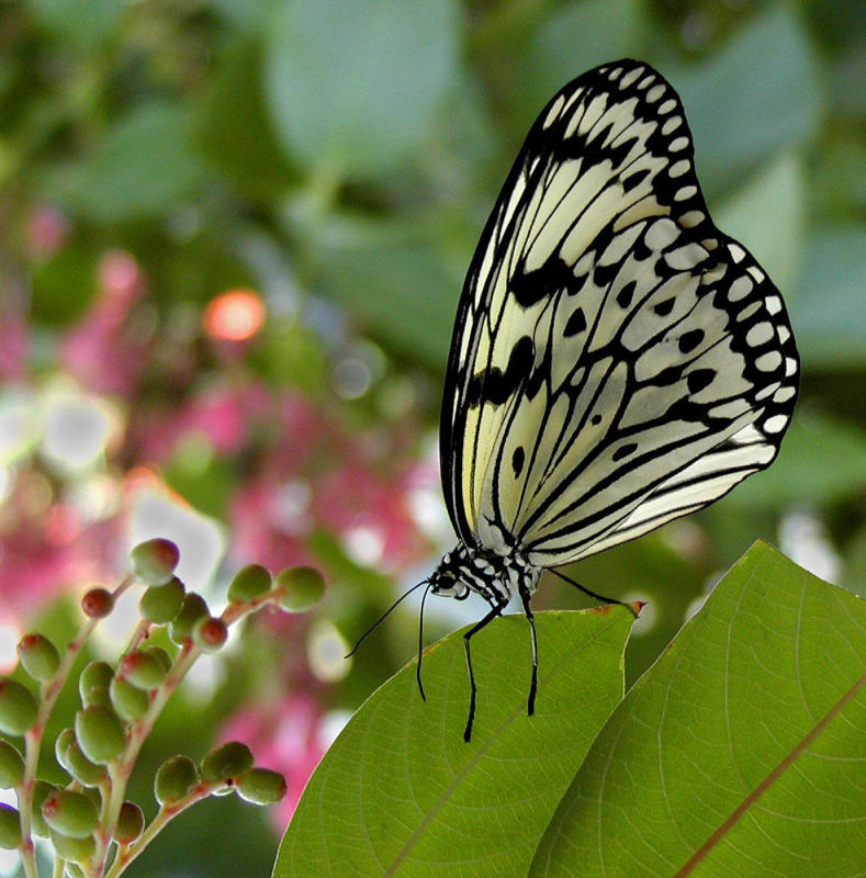 paper kite.jpg