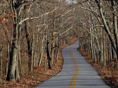 road with canopy.jpg