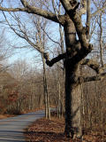 knarled oak.jpg