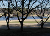 three trees.jpg