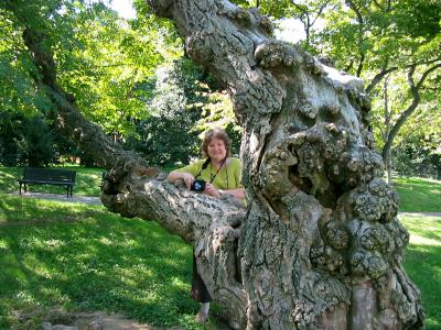 Gnarled tree on Tidal Basin shore by FDR Memorial (with photographer)