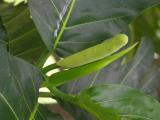 Infertile Breadfruit