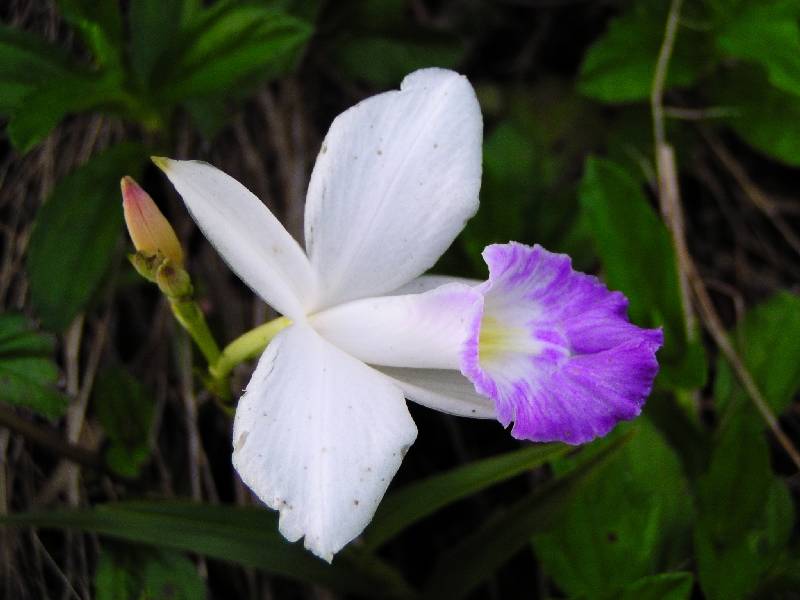 Bamboo orchid (Arundina bambosifolia)