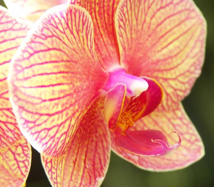 Phaleonopsis