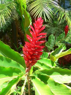 The flora of Costa Rica