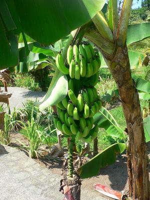 Banana plantation processing