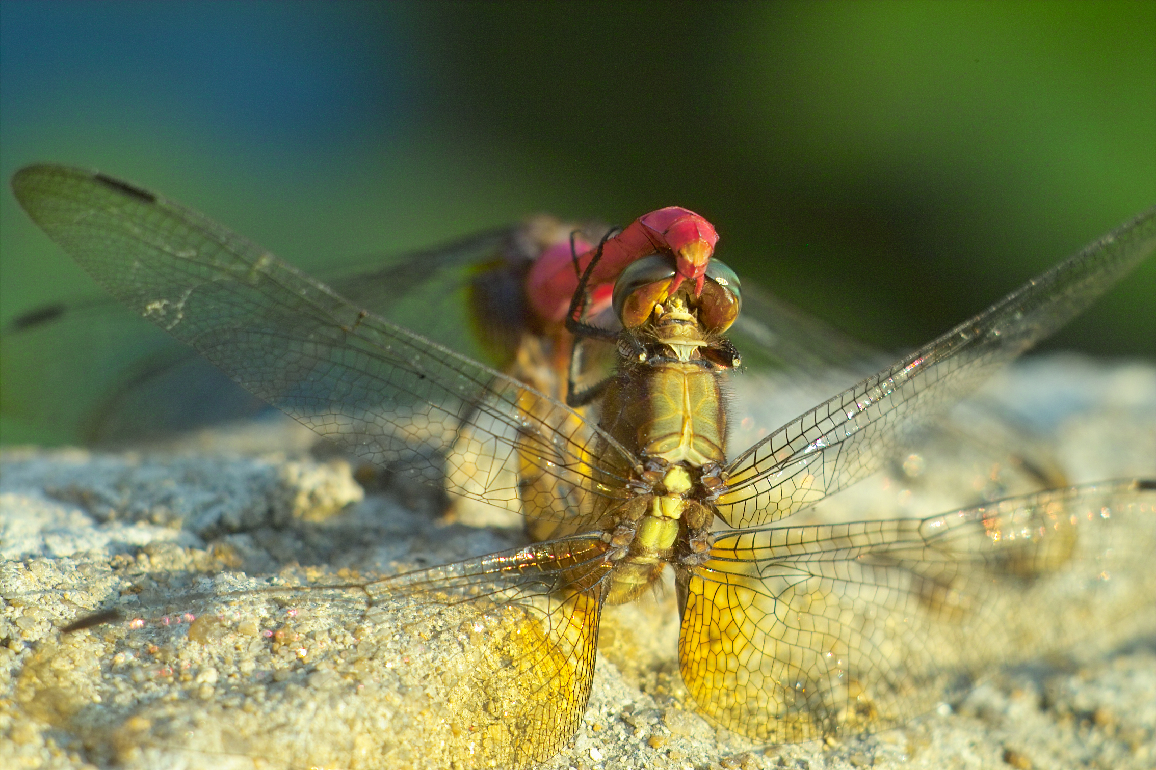 Mating Dragonflies