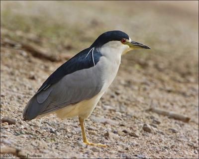 Black-crowned Night Heron