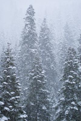 first snow in squaw valley- short exposure