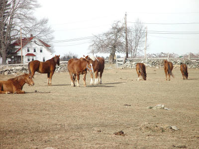 Horses.jpg
