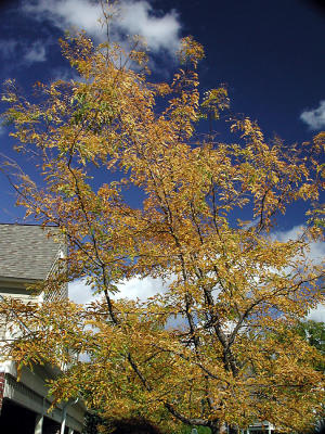 GOLD AND BLUE.jpg