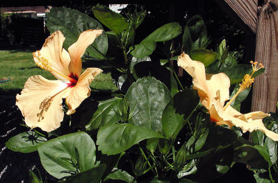 u5/spock/medium/923873.DSCN0817.jpg
