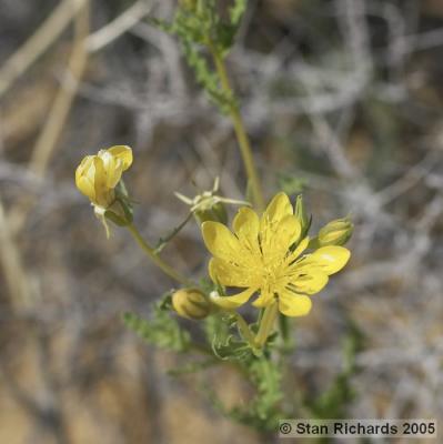 Adonis Blazing Star