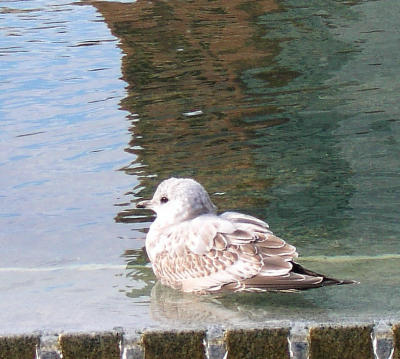 babyseagull.jpeg